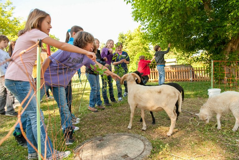 Kinder füttern Schafe in einem Gehege.