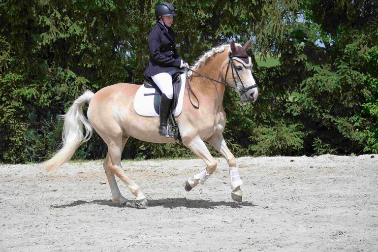 2026_06_DIV_Reitturnier__3_.jpg 